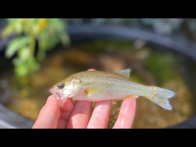 CATCHING A BABY BASS FOR THE POND! 