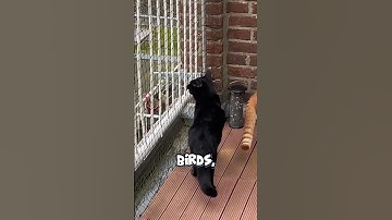 🐱 Safe & Happy Balcony Life with Cat Nets 🏡✨