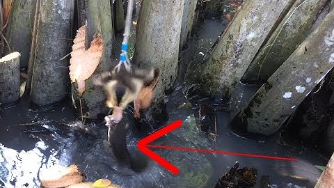 Câu cá lóc bằng vịt, chiêm ngưỡng các pha bay táp cực kì đẹp mắt và hấp dẫn cận cảnh