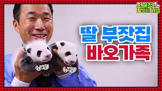 (SUB) I'm Happy Because I Got Many Granddaughters! Twin Panda Granddaughters And Aibao│ Panda World