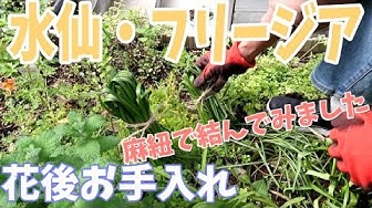 水仙 Youtube