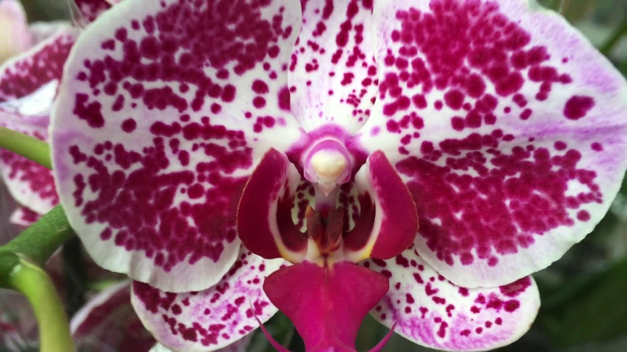 Обзор орхидей в Оби Омск 3 сентября 2018 г - YouTube