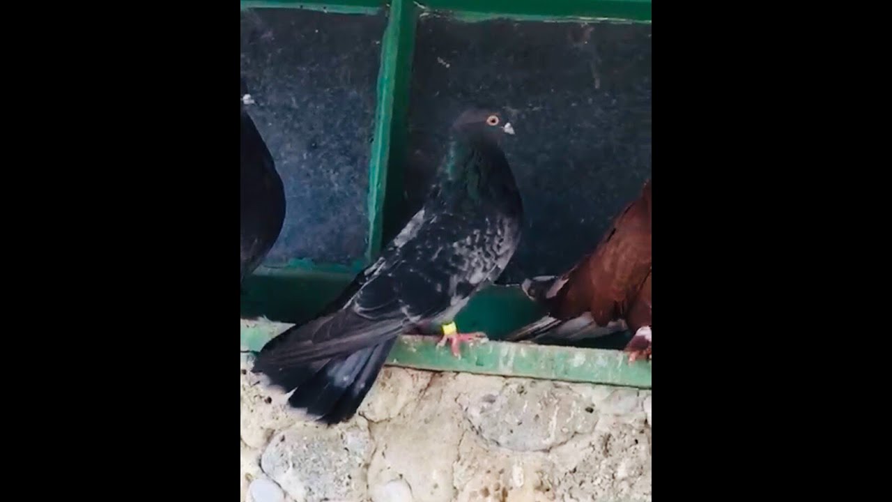 Голуби Крыма 2020. Голуби Крыма 2021. Голуби Бучеловский. Николаевская бабочка голуби Крым