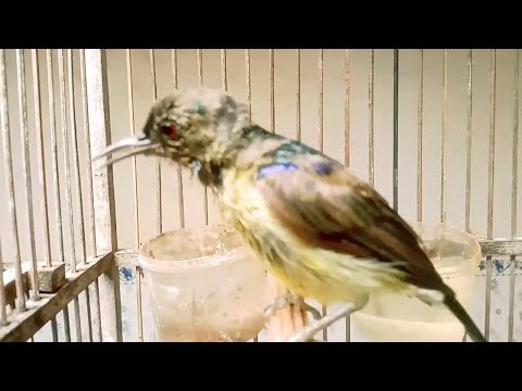 Kolibri kelapa TROTOL Gacor Konslet Emosi Pancingan KOLIBRI MANGGAR gacor