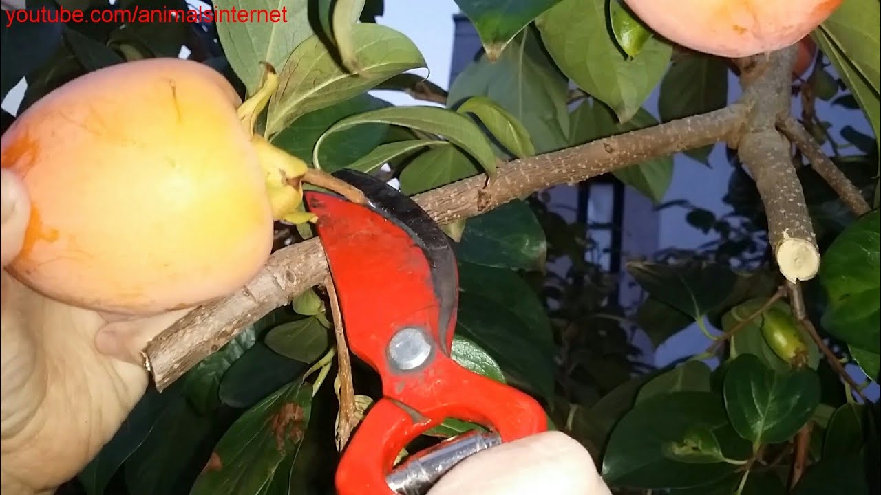 How I prune my hundreds of persimmons persimmon tree with pruning saw
