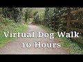 Dog tvs for dogs to watch  virtual dog walk in the woods  dog watch tv 