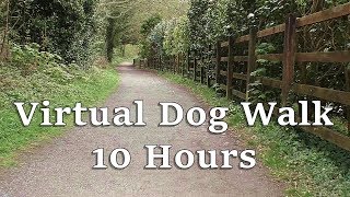 Dog TV Videos for Dogs to Watch : Virtual Dog Walk in The Woods - Dog Watch TV ✅