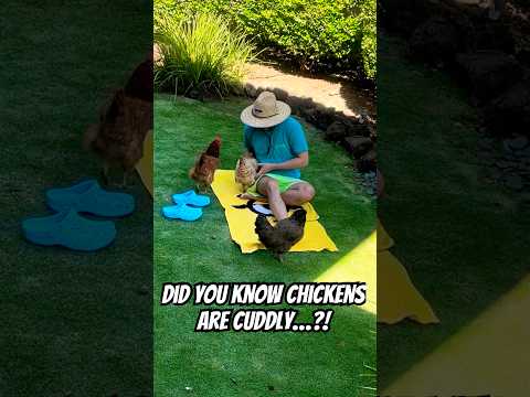 MY HEART Chickens Are Actually Cuddlier Than Dogs