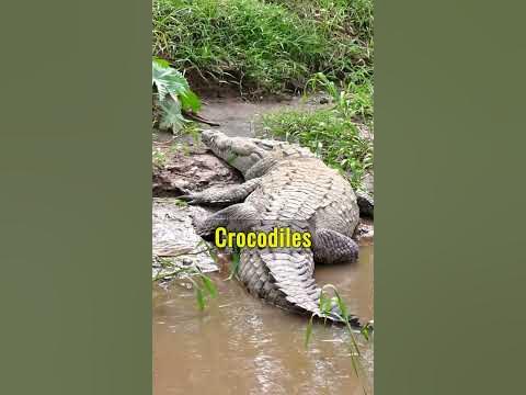 Why Can Crocodiles Stay Without Food for 3 years? - YouTube