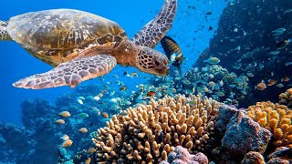 3 HRS of 4K Turtle Paradise  Undersea Nature Relaxation Film + Piano Music by Healing Soul #14