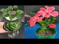 Propagate Hibiscus from leaves in sand