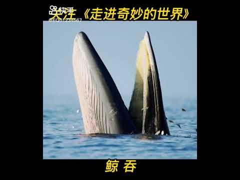 Video: Orca nuốt: mô tả và ảnh