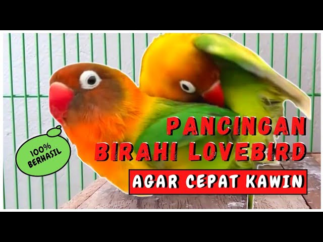 SUARA LOVEBIRD KAWIN 100% AMPUH LANGSUNG BIRAHI class=