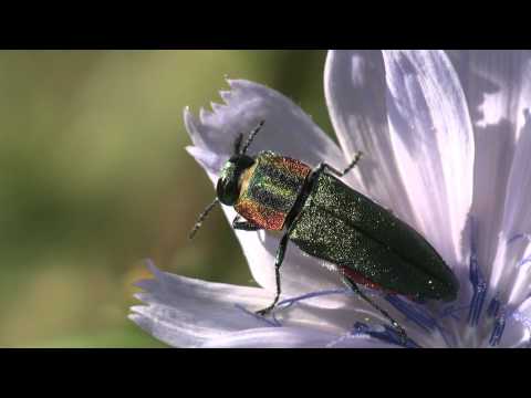 Vidéo: Coléoptère des fleurs