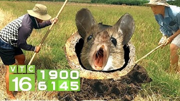 Chuột: Thảm họa của ngành nông nghiệp | VTC16
