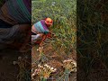 Extreme Farming Tool: High-Efficiency Garlic Pulling Process