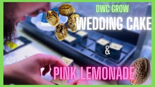 Germination￼ | FIRST DWC grow video episode #1 | wedding cake | pink lemonade | ACMPR | ES 300 v3 !!