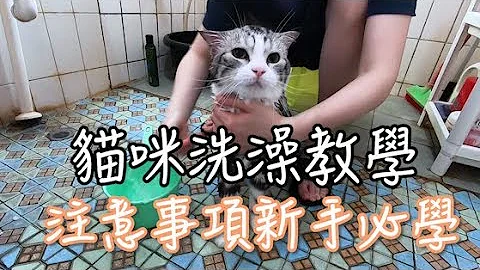 [貓寶日常]#1 貓咪洗澡教學，基礎清潔三步驟【諾瑪一家】 - 天天要聞