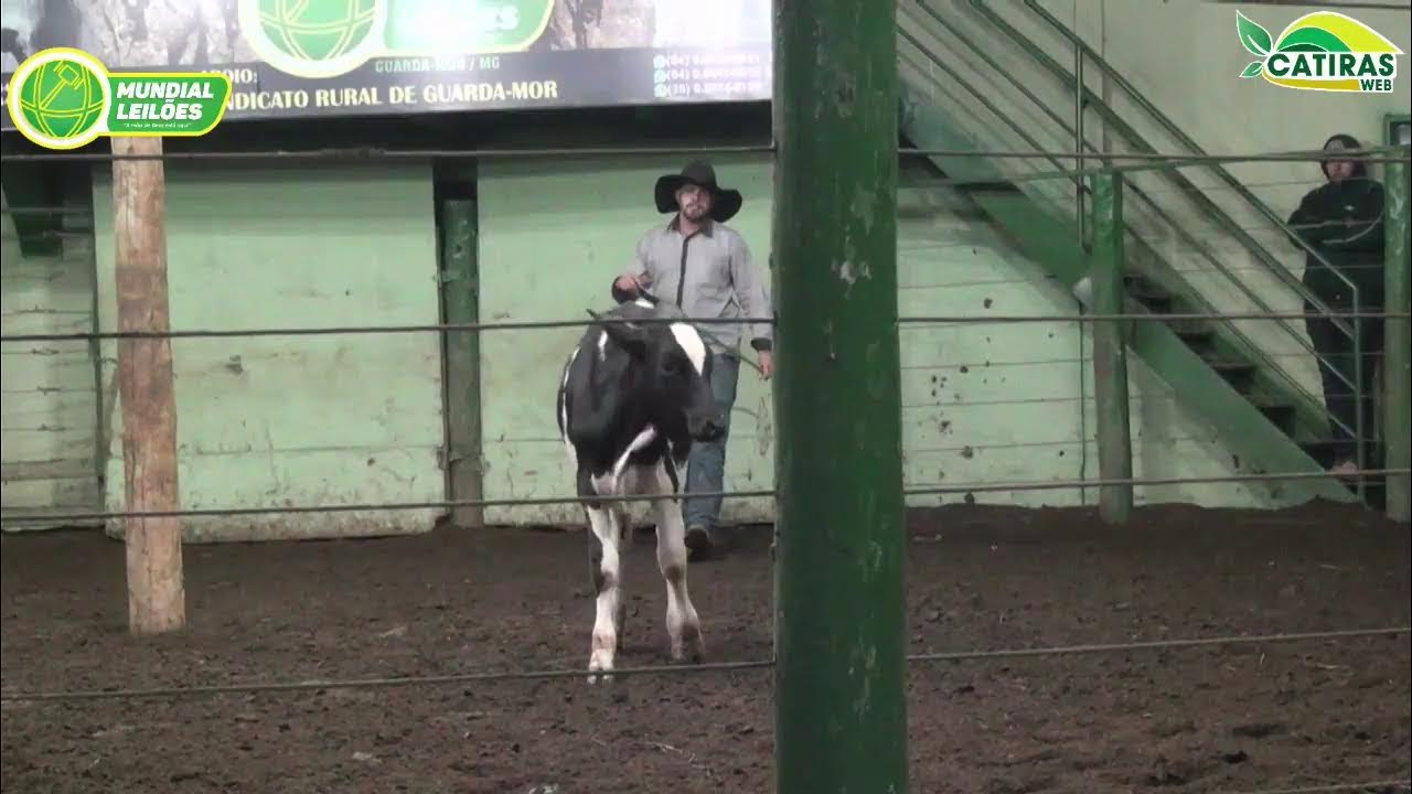 Leilão Virtual de Produção Guarda-Mór, AO VIVO: Leilão Virtual de Produção  Guarda-Mór Acompanhe ao vivo ao Leilão Virtual de Produção Guarda-Mór, com  500 terneiras e terneiros de cruza Angus