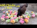 100 colorful chicks with one aseel hen  hen hatched 100 eggs to colored chicks