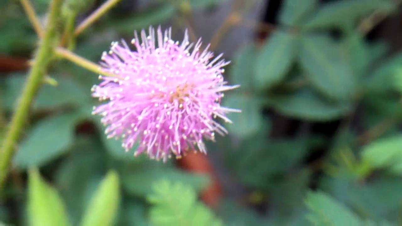 Mimosa pudica flores - thptnganamst.edu.vn
