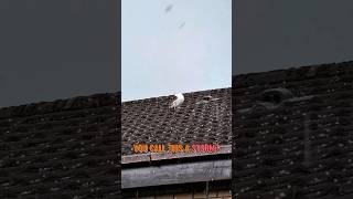 You Think This Is a Storm？#storm #animals #pets #rain #weather #lighting #wildrift #fyp #funny