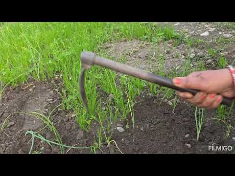 Pyaj ke  podhon ki 2 sari  bar neerae  gudae!!  ,🪴🧅🧅🪴