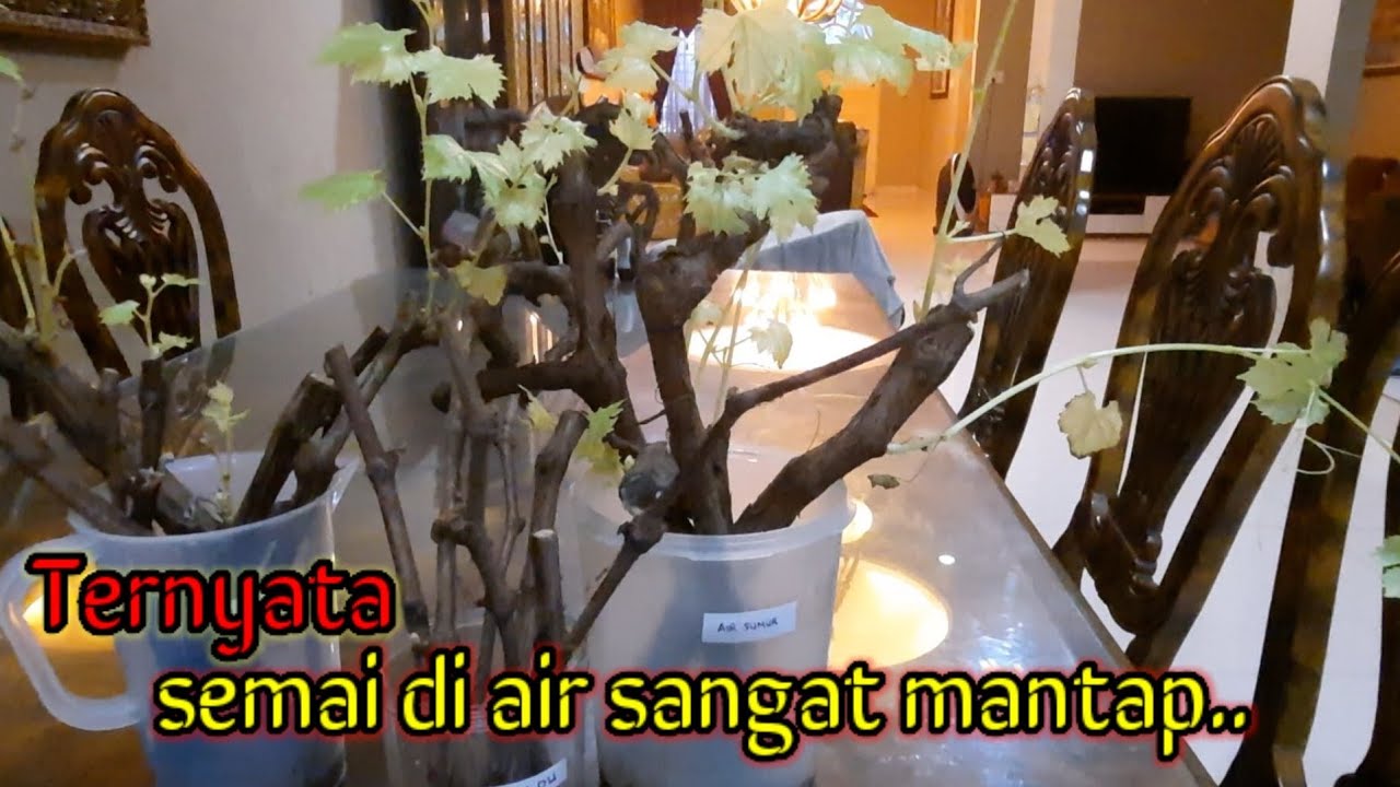 Anggur semai di air lebih bagus hasil nya.