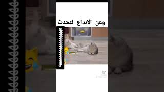 عن الابداع نتحدث القط حاسبها ب الملي??