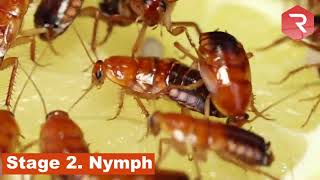 The Life cycle of cockroaches explained