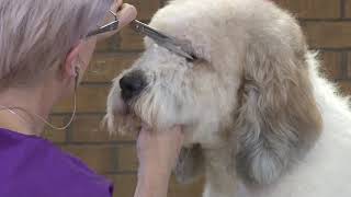 Stylish & Easy Doodle Grooming