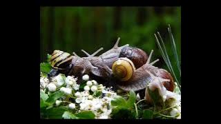 Fakta Unik Mengenai Mollusca, Si Hewan Lunak