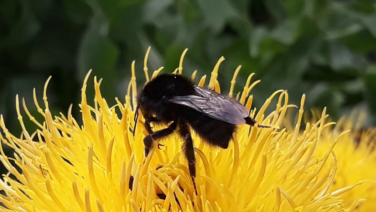 Bumblebee close up