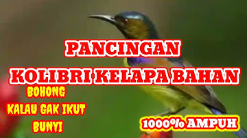 pancingan kolibri kelapa bahan agar cepet bunyi // 100% ampuh korlap bahan di jamin ikut bunyi #bird