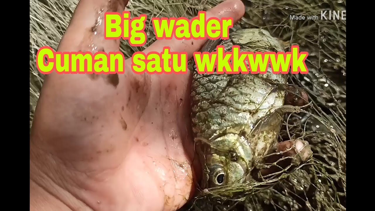 Menjala Ikan wader 