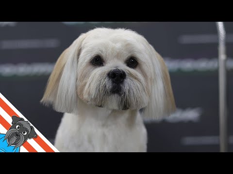 lhasa apso bamseklip