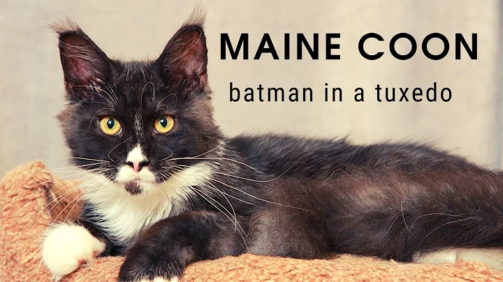 Video 11326511: maine coon boy, beautiful maine coon, cattery, kitten