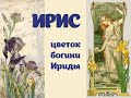 Ирисы - цветы богини Ириды