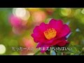 陽だまりの花/岩出和也 cover Keizo