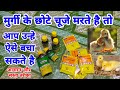 मुर्गी के चुजो को सही तरह से कैसे पाले | chicken chicks treatment