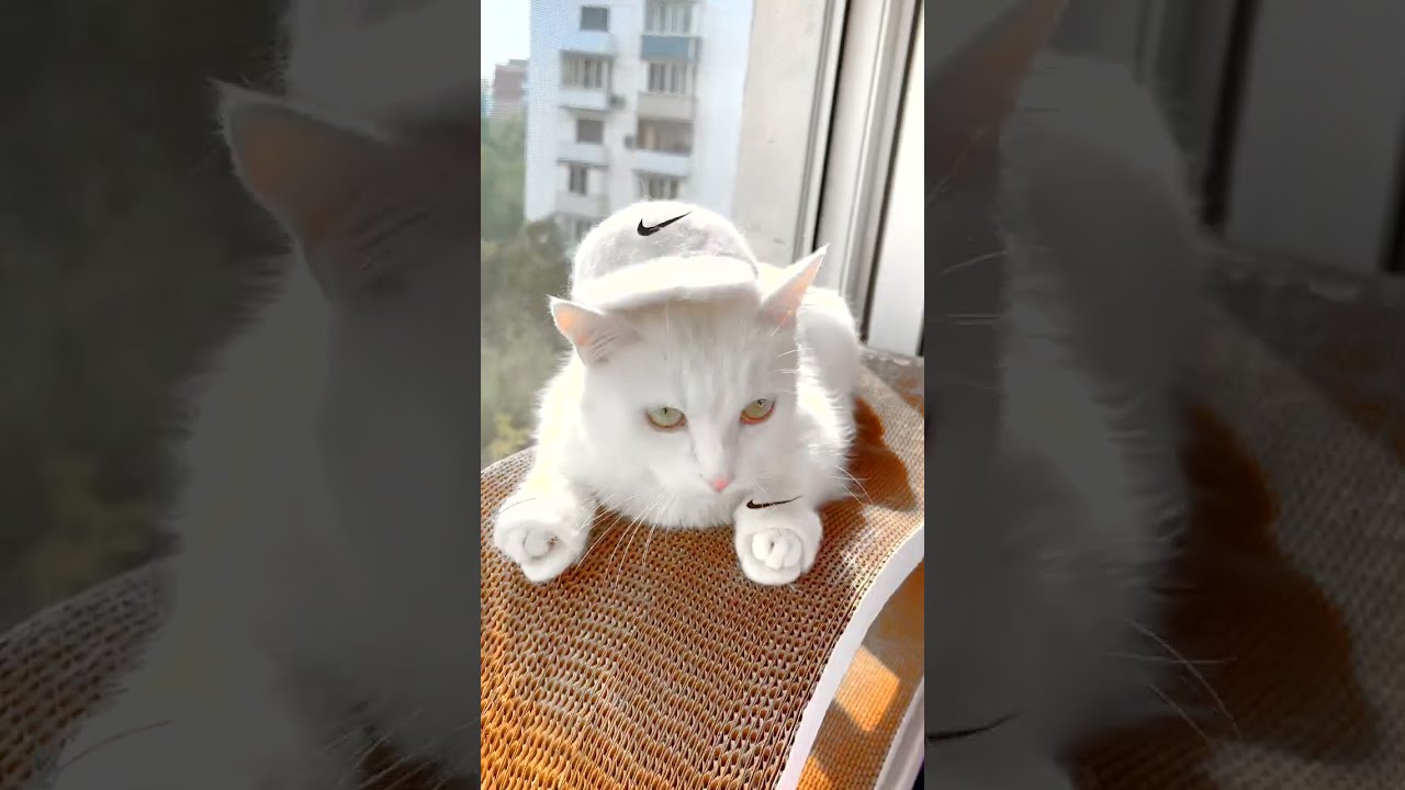 ОБОДРАЛИ КОШКУ НА ТАПКИ😈 - YouTube