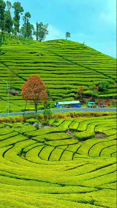 Suasana Kebun teh Ciwidey bandung  #ciwidey #bestview #bandungjuara #pemandangan #ciwideybandung