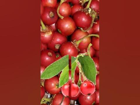 So Amazing fruits Alateris #short - YouTube
