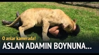 Yıllar Sonra Sahibini Gören Aslandan İnanılmaz Tepki Amazing Lion Give His Owner A Hug