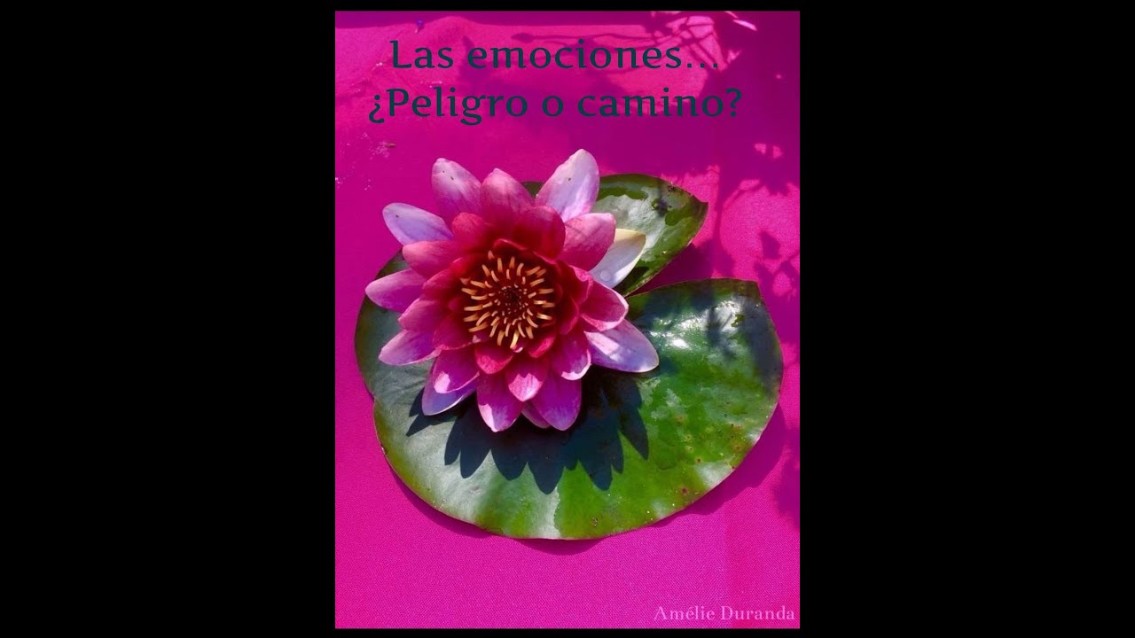 Hacer las paces con uno mismo   Meditación de liberación de memorias raíz de nuestras emociones 🩵
