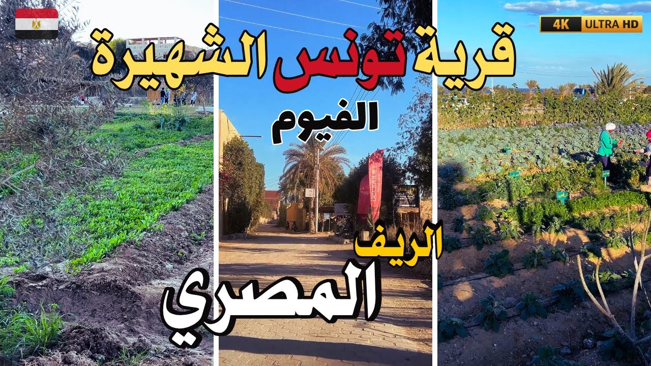 جولة رائعة في الريف المصري|داخل قرية تونس|ريف الفيوم|تمشية وخروجة جميلة بين أحضان الطبيعة البكر