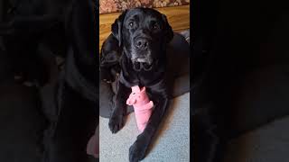 bonne soirée #chien #bisous #rire #humour #toutou #goat #labrador #star #lol #dog #love #bg #follow