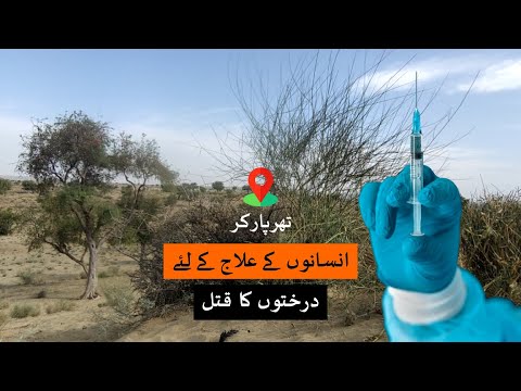 Tharparkar: Trees are being killed for profit | Loksujag