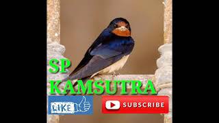 Suara panggi walet KAMASUTRA