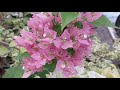 AMAZING!!!BOUGAINVILLEA VERA PINK